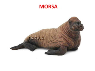MORSA
 