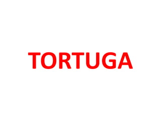 TORTUGA
 