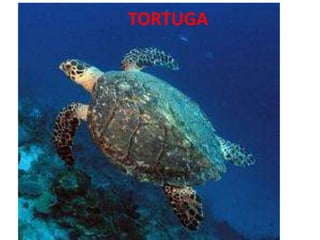 TORTUGA
 
