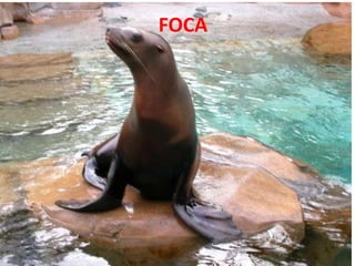 FOCA
 