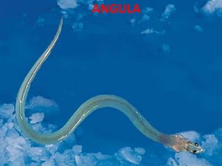 ANGULA
 