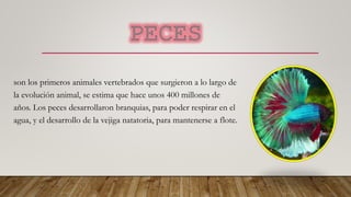 son los primeros animales vertebrados que surgieron a lo largo de
la evolución animal, se estima que hace unos 400 millones de
años. Los peces desarrollaron branquias, para poder respirar en el
agua, y el desarrollo de la vejiga natatoria, para mantenerse a flote.