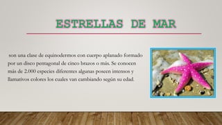 son una clase de equinodermos con cuerpo aplanado formado
por un disco pentagonal de cinco brazos o más. Se conocen
más de 2.000 especies diferentes algunas poseen intensos y
llamativos colores los cuales van cambiando según su edad.