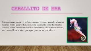 Estos animales habitan el océano en zonas cercanas a corales y hierbas
marinas, por lo que pueden esconderse fácilmente. Estas fascinantes
criaturas tienen varias características interesantes; desafortunadamente,
son vulnerables a la sobre pesca por parte de los pescadores.