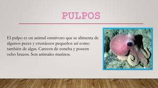 El pulpo es un animal omnívoro que se alimenta de
algunos peces y crustáceos pequeños así como
también de algas. Carecen de concha y poseen
ocho brazos. Son animales marinos.