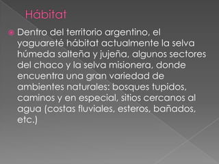    Dentro del territorio argentino, el
    yaguareté hábitat actualmente la selva
    húmeda salteña y jujeña, algunos sectores
    del chaco y la selva misionera, donde
    encuentra una gran variedad de
    ambientes naturales: bosques tupidos,
    caminos y en especial, sitios cercanos al
    agua (costas fluviales, esteros, bañados,
    etc.)
 