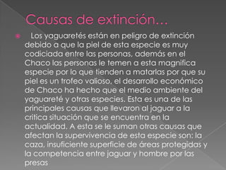      Los yaguaretés están en peligro de extinción
    debido a que la piel de esta especie es muy
    codiciada entre las personas, además en el
    Chaco las personas le temen a esta magnifica
    especie por lo que tienden a matarlas por que su
    piel es un trofeo valioso, el desarrollo económico
    de Chaco ha hecho que el medio ambiente del
    yaguareté y otras especies. Esta es una de las
    principales causas que llevaron al jaguar a la
    critica situación que se encuentra en la
    actualidad. A esta se le suman otras causas que
    afectan la supervivencia de esta especie son: la
    caza, insuficiente superficie de áreas protegidas y
    la competencia entre jaguar y hombre por las
    presas
 