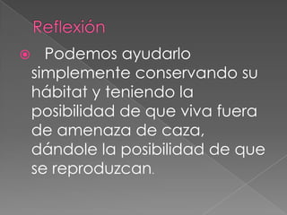      Podemos ayudarlo
    simplemente conservando su
    hábitat y teniendo la
    posibilidad de que viva fuera
    de amenaza de caza,
    dándole la posibilidad de que
    se reproduzcan.
 