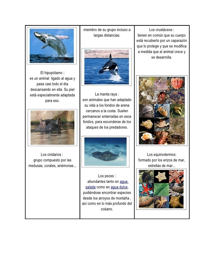 Animales acuaticos Animales acuaticos