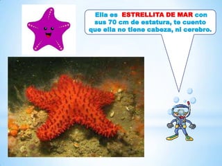 Ella es ESTRELLITA DE MAR con
sus 70 cm de estatura, te cuento
que ella no tiene cabeza, ni cerebro.
 