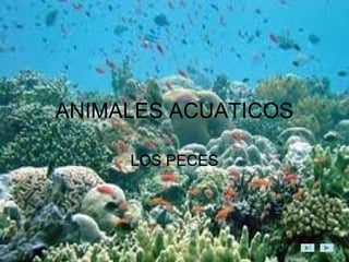 ANIMALES ACUATICOS
LOS PECES
 