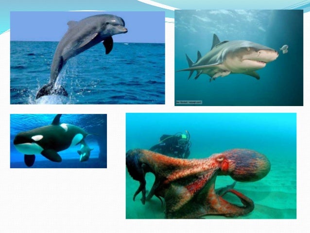 Animales acuaticos