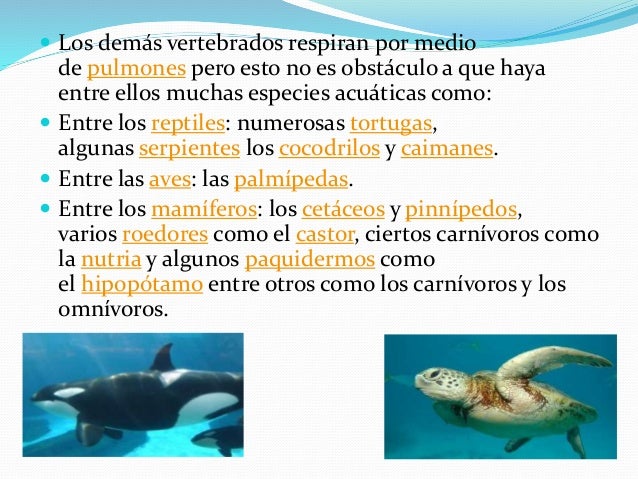Animales Acuaticos