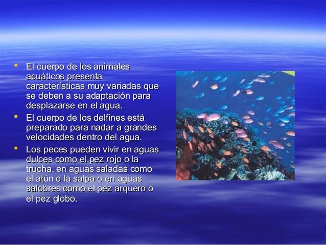 Caracteristicas de animales acuaticos