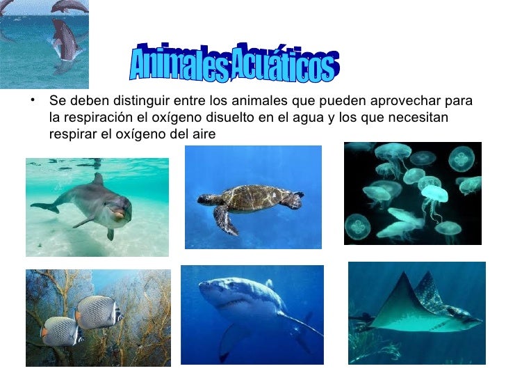 Animales acuáticos, terrestres y aereos male y caty Animales acuáticos, terrestres y aereos male y caty