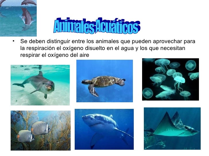 Animales Acuaticos Terrestres Y Aereos Male Y Caty