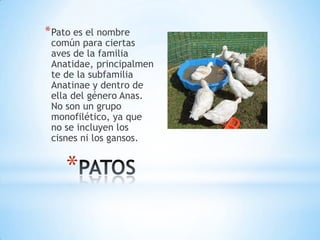 * Pato es el nombre

común para ciertas
aves de la familia
Anatidae, principalmen
te de la subfamilia
Anatinae y dentro de
ella del género Anas.
No son un grupo
monofilético, ya que
no se incluyen los
cisnes ni los gansos.

*

 