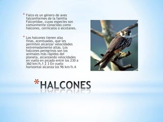 * Falco es un género de aves

falconiformes de la familia
Falconidae, cuyas especies son
comúnmente conocidas como
halcones, cernícalos o alcotanes.

* Los halcones tienen alas

finas, acentuadas, que les
permiten alcanzar velocidades
extremadamente altas. Los
halcones peregrinos son los
animales más rápidos del
planeta, alcanzando velocidades
en vuelo en picado entre los 230 a
360 km/h.1 2 3 En vuelo
horizontal alcanza los 96 km/h.4

*

 