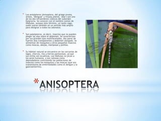 *

Los anisópteros (Anisoptera, del griego ανισος
anisos, "desigual" y πτερος pteros, "alas") son uno
de los dos infraórdenes clásicos del suborden
Epiprocta. Se conocen con el nombre común de
libélulas, aunque este término, un tanto vago,
suele usarse también en un sentido más amplio
para designar a todos los odonatos.

*

Son paleópteros, es decir, insectos que no pueden
plegar las alas sobre el abdomen. Se caracterizan
por sus grandes ojos multifacetados, dos pares de
fuertes alas transparentes y abdomen alargado. Se
alimentan de mosquitos y otros pequeños insectos
como moscas, abejas, mariposas y polillas.

*

Su hábitat natural se encuentra en las cercanías de
lagos, charcos, ríos y tierras pantanosas, ya que
sus ninfas son acuáticas. Las libélulas no pican a
los seres humanos, y son valiosas como
depredadores controlando las poblaciones de
insectos como los mosquitos y las moscas (que son
transmisores de enfermedades como el dengue y la
gastroenteritis).

*

 