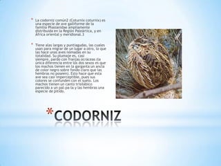 *

La codorniz común2 (Coturnix coturnix) es
una especie de ave galliforme de la
familia Phasianidae ampliamente
distribuida en la Región Paleártica, y en
África oriental y meridional.3

*

Tiene alas largas y puntiagudas, las cuales
usan para migrar de un lugar a otro, lo que
las hace unas aves nómadas en su
totalidad. Su plumaje es, casi
siempre, pardo con franjas ocráceas (la
única diferencia entre los dos sexos es que
los machos tienen en la garganta un ancla
de color negro sobre fondo claro que las
hembras no poseen). Esto hace que esta
ave sea casi imperceptible, pues sus
colores se confunden con el suelo. Los
machos tienen un canto trisilábico
parecido a un pal-pa-la y las hembras una
especie de pitido.

*

 