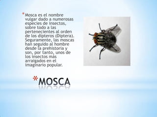* Mosca es el nombre

vulgar dado a numerosas
especies de insectos,
sobre todo a las
pertenecientes al orden
de los dípteros (Diptera).
Seguramente, las moscas
han seguido al hombre
desde la prehistoria y
son, por tanto, unos de
los insectos más
arraigados en el
imaginario popular.

*

 