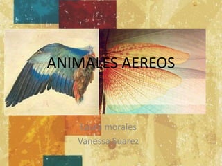 ANIMALES AEREOS 
Laura morales 
Vanessa Suarez 
 