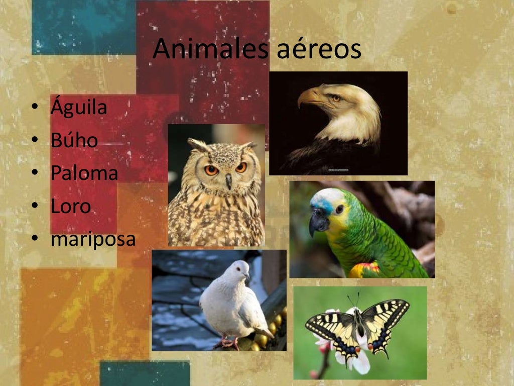 Animales aereos