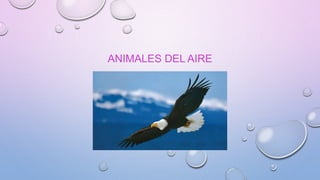 ANIMALES DEL AIRE
 