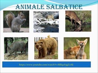 ANIMALE SALBATICE
https://www.youtube.com/watch?v=MRq2S3gZ7Ak
 