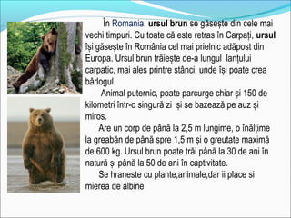 În Romania, ursul brun se găsește din cele mai
vechi timpuri. Cu toate că este retras în Carpați, ursul
își găsește în România cel mai prielnic adăpost din
Europa. Ursul brun trăiește de-a lungul lanțului
carpatic, mai ales printre stânci, unde își poate crea
bârlogul.
Animal puternic, poate parcurge chiar și 150 de
kilometri într-o singură zi și se bazează pe auz și
miros.
Are un corp de până la 2,5 m lungime, o înălțime
la greabăn de până spre 1,5 m și o greutate maximă
de 600 kg. Ursul brun poate trăi până la 30 de ani în
natură și până la 50 de ani în captivitate.
Se hraneste cu plante,animale,dar ii place si
mierea de albine.
 