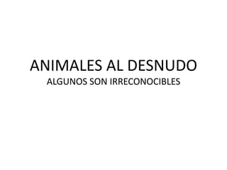 ANIMALES AL DESNUDO
ALGUNOS SON IRRECONOCIBLES
 