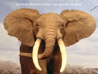 Elefante Africano animal mas grande terrestre
 