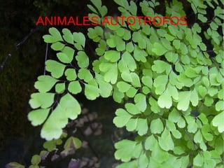 ANIMALES AUTOTROFOS
 