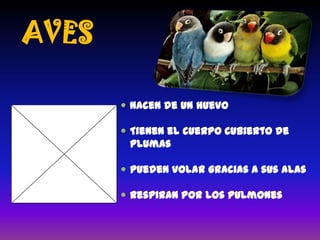 AVES
 Nacen de un huevo
 Tienen el cuerpo cubierto de
plumas
 Pueden volar gracias a sus alas
 Respiran por los pulmones

 