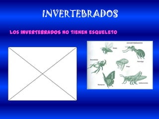 INVERTEBRADOS
Los INVERTEBRADOS no tienen esqueleto

 