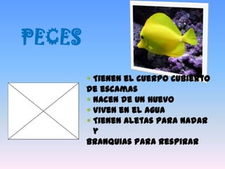 PECES
 Tienen el cuerpo cubierto
de escamas
 Nacen de un huevo
 Viven en el agua
 Tienen aletas para nadar
y
branquias para respirar

 