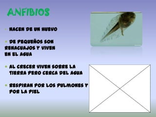 ANFIBIOS
• Nacen de un huevo
 De pequeños son
renacuajos y viven
en el agua
 Al crecer viven sobre la
tierra pero cerca del agua

 Respiran por los pulmones y
por la piel

 