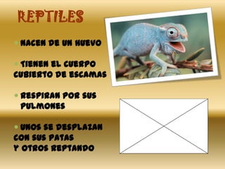 REPTILES
 Nacen de un huevo
 Tienen el cuerpo
cubierto de escamas
 Respiran por sus
pulmones
 Unos se desplazan
con sus patas
y otros reptando

 