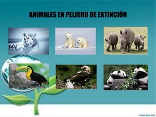 ANIMALES EN PELIGRO DE EXTINCIÓN
 