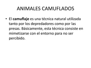 ANIMALES CAMUFLADOS
• El camuflaje es una técnica natural utilizada
tanto por los depredadores como por las
presas. Básicamente, esta técnica consiste en
mimetizarse con el entorno para no ser
percibido.
 