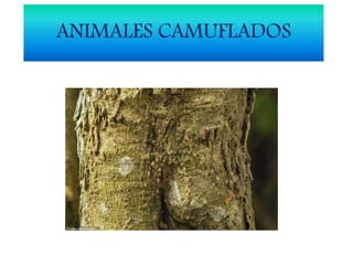 ANIMALES CAMUFLADOS
 