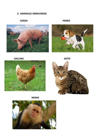 2. ANIMALES OMNIVOROS
CERDO PERRO
GALLINA GATO
MONO