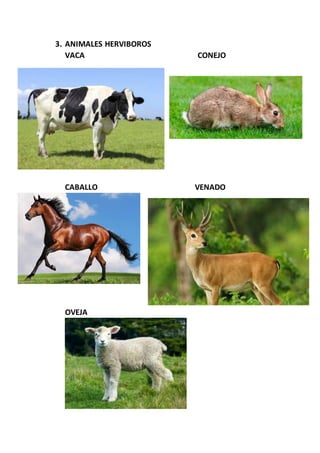 3. ANIMALES HERVIBOROS
VACA CONEJO
CABALLO VENADO
OVEJA