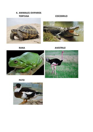4. ANIMALES OVIPAROS
TORTUGA COCODRILO
RANA AVESTRUZ
PATO
