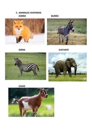 5. ANIMALES VIVIPAROS
ZORRO BURRO
ZEBRA ELEFANTE
CHIVO