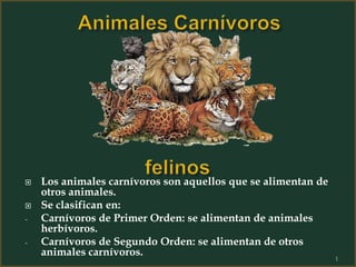 Animales Carnívoros felinos Los animales carnívoros son aquellos que se alimentan de otros animales. Se clasifican en: ,[object Object]