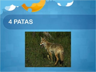 4 PATAS
 
