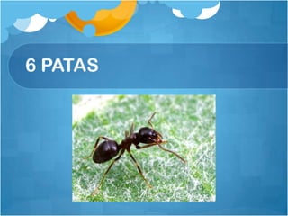 6 PATAS
 