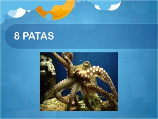 8 PATAS
 