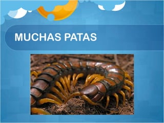 MUCHAS PATAS
 